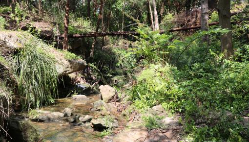 Cattai Creek regenerative works green-lighted